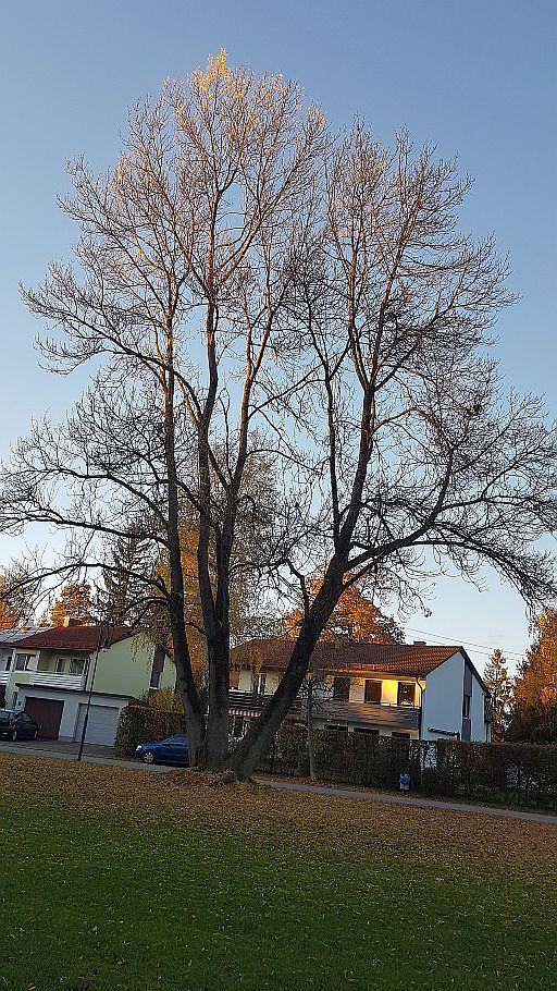 Baum auf der Eichendorffwiese